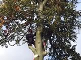 Beech Tree Fell (2)