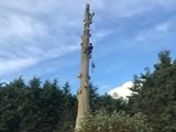 Beech Tree Fell (3)