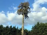 Beech Tree Fell (1)
