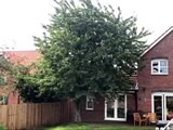 Cherry Tree Fell (before)