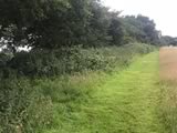 Flail Mowing