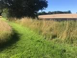 Flail Mowing