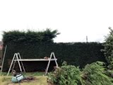 Hedge Reduction