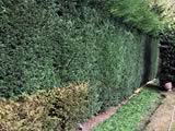 Hedge Reduction