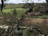 Oak Dead Wood