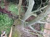 Oak Dead Wood