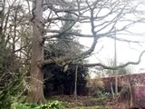 Oak Dead Wood