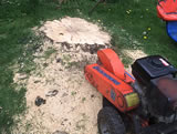 Poplar stump to be removed
