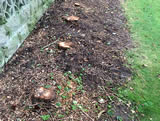 Row of conifer stumps to be removed