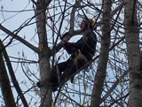 Climbing large poplar