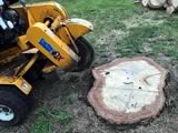 Stump Grinding (before)