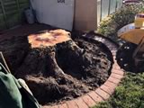 Stump Grinding (before)