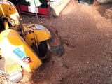 Stump Grinding (during)