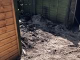 Stump Grinding Large Sycamore (after)