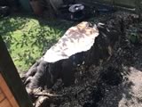 Stump Grinding Large Sycamore (before)