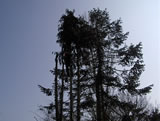 Conifer dismantle - 1