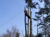 Conifer dismantle - 2