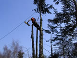 Conifer dismantle - 3