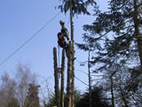 Conifer dismantle - 4