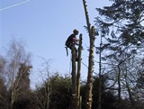 Conifer dismantle - 5