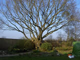 Oak tree after crown clean out and raise