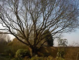 Oak tree after crown clean out and raise