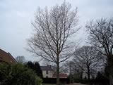 Large poplar tree